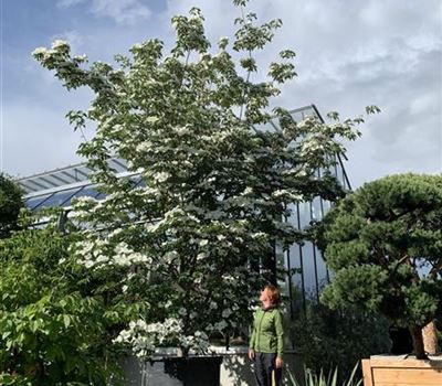 Cornus kousa 'Venus' Nr. 65