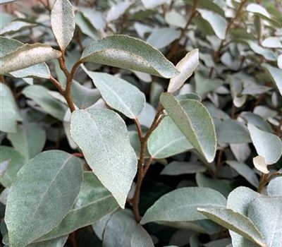 Elaeagnus ebbingei (x)