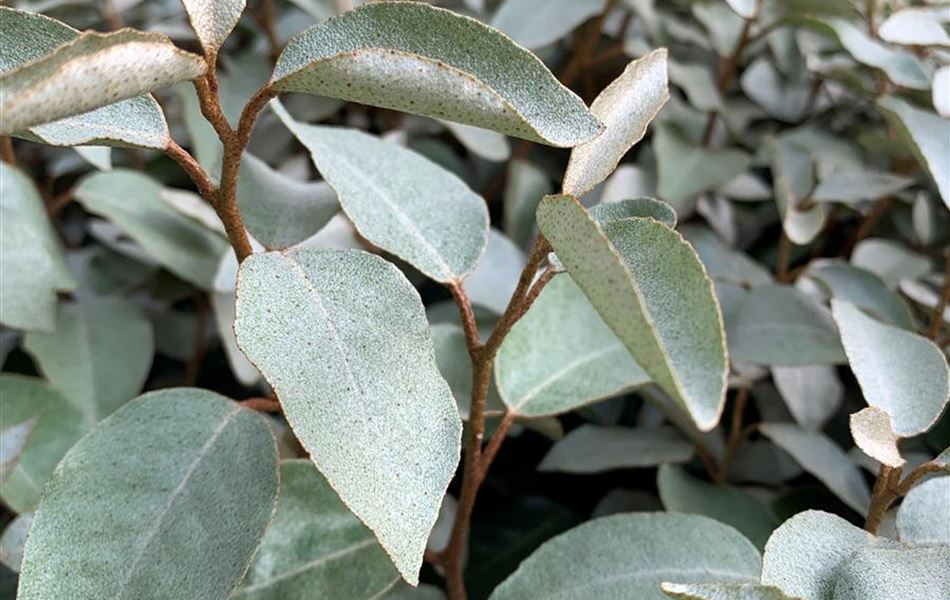 Elaeagnus ebbingei (x)