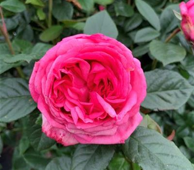 Rosa (Englische Rose) 'Romina' ADR