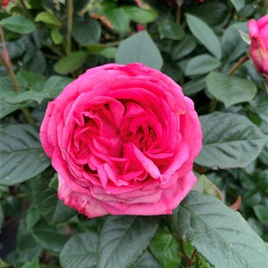 Rosa (Englische Rose) 'Romina' ADR