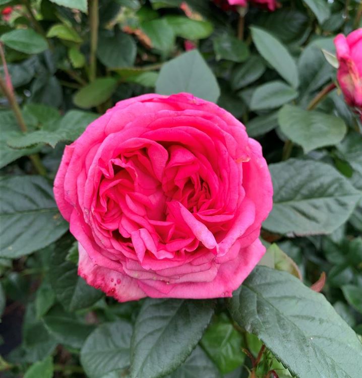 Edelrose 'Romina'®