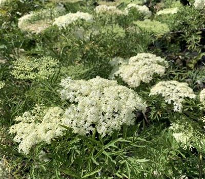 Sambucus nigra 'Laciniata'