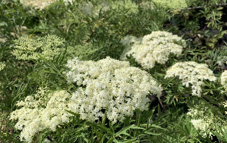 Sambucus nigra 'Laciniata'