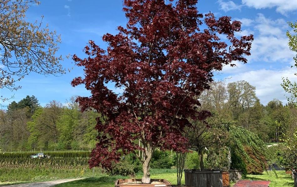 Acer palmatum 'Bloodgood' Nr. 14