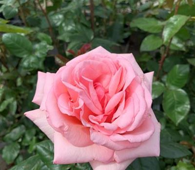 Rosa (Teehybride) 'Aphrodite'