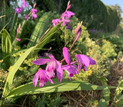 Bletilla striata