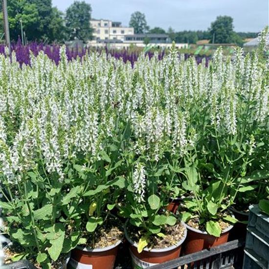 Salvia nemorosa 'Adrian'