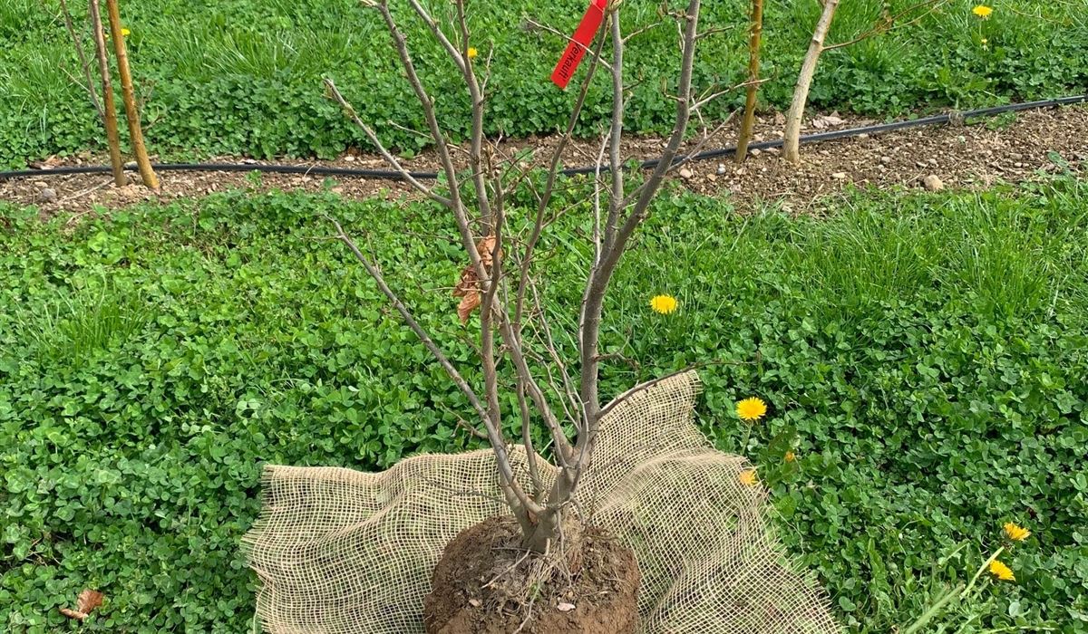 Mit dem Spaten wird der kompakte Wurzelballen geformt und auf die Jute gehoben