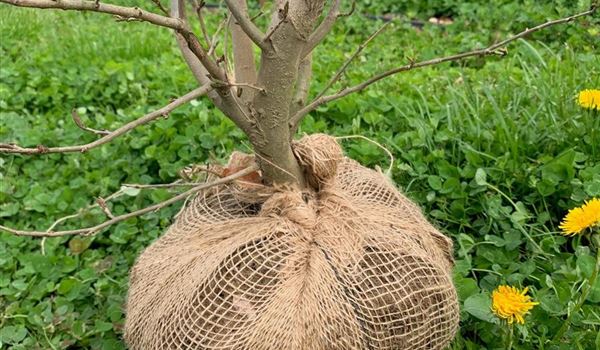 Über Kreuz verschnürt hält das Tuch den Ballen für Transport und Pflanzung zusammen