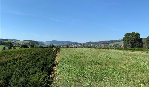 Um den Boden fruchtbar zu halten säen wir üppige Gründüngung auf die Felder, bevor wieder aufgeschult wird