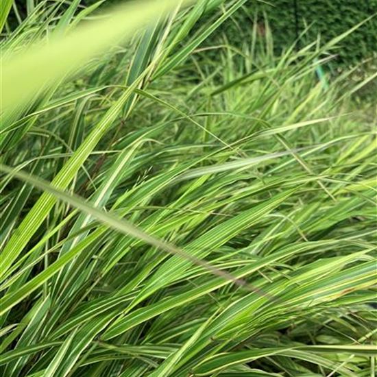 Hakonechloa macra 'Albovariegata'