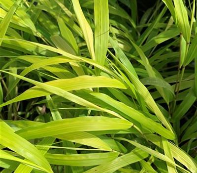 Hakonechloa macra 'All Gold'