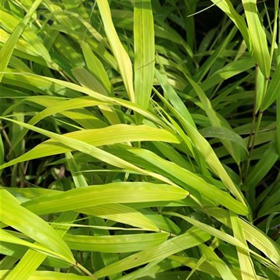 Hakonechloa macra 'All Gold'