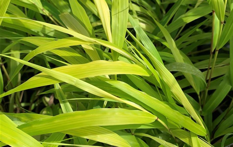 Hakonechloa macra 'All Gold'