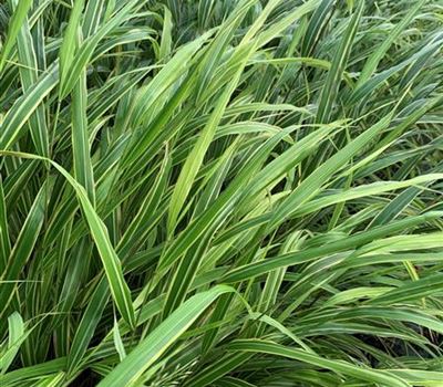 Hakonechloa macra 'Albostriata'