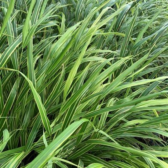 Hakonechloa macra 'Albostriata'