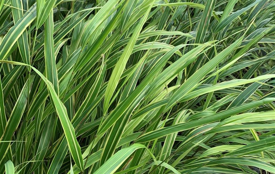 Hakonechloa macra 'Albostriata'