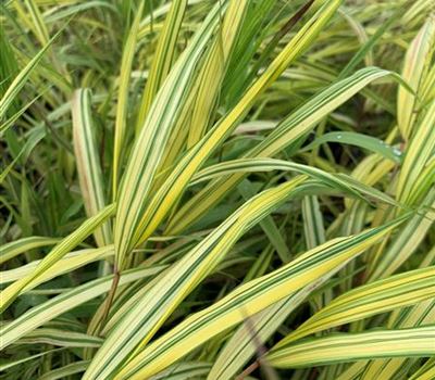 Hakonechloa macra 'Aureola'