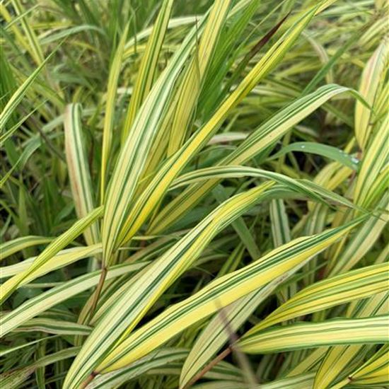 Hakonechloa macra 'Aureola'