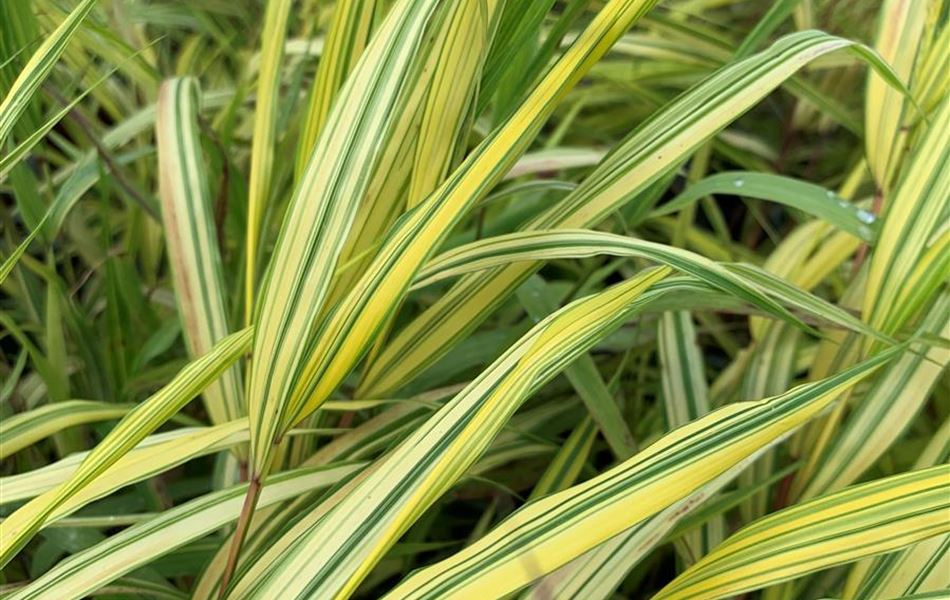 Hakonechloa macra 'Aureola'