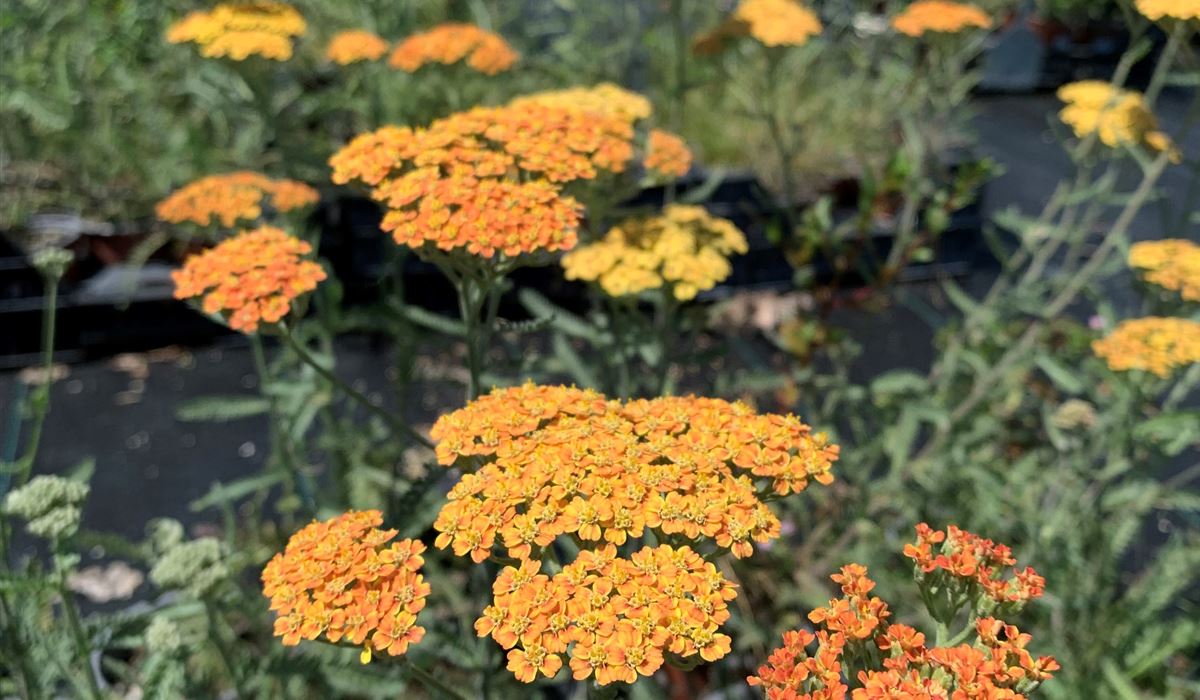 Achillea millefolium 'Terracotta' (3)