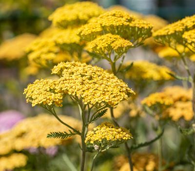 Achillea millefolium 'Terracotta'