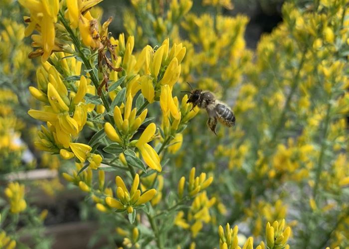 Genista tinctoria 'Royal Gold'