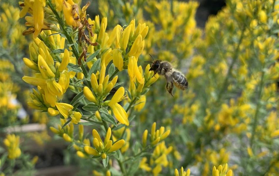 Genista tinctoria 'Royal Gold'