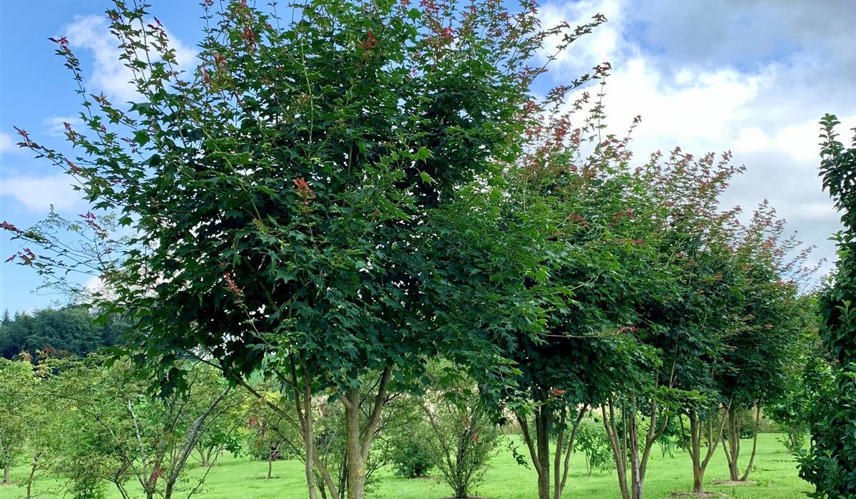 Acer cappadocicum 'Rubrum' (1)