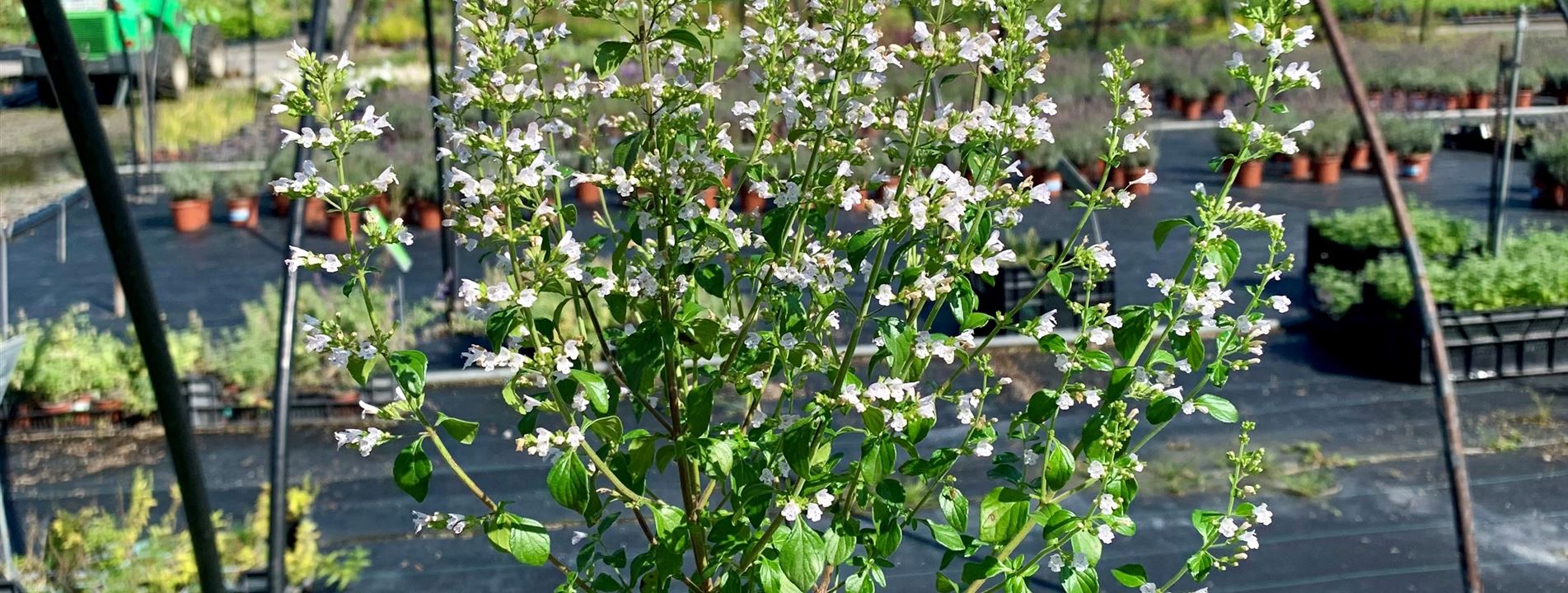 Calamintha nepeta subsp. nepeta