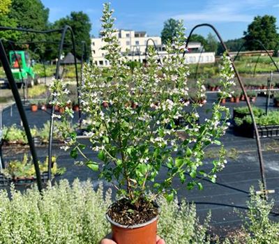 Calamintha nepeta subsp. nepeta