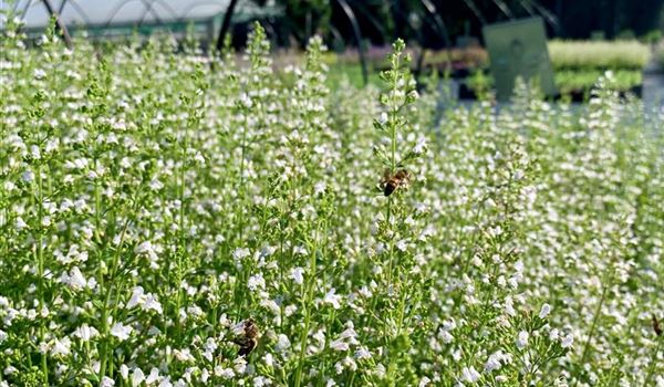 Calamintha nepeta (1)