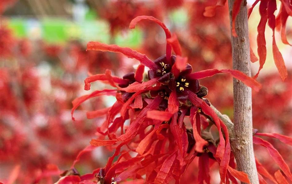 Hamamelis intermedia (x) 'Diane'