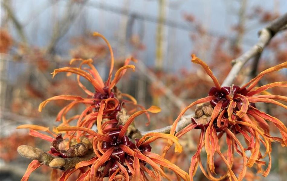 Hamamelis intermedia (x) 'Jelena'