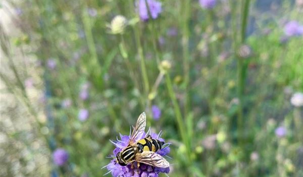 Succisa pratensis (Grosse Sumpfschwebfliege (Helophilus trivittatus))