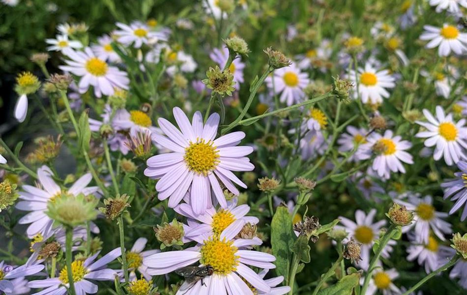 Kalimeris incisa 'Blue Star'