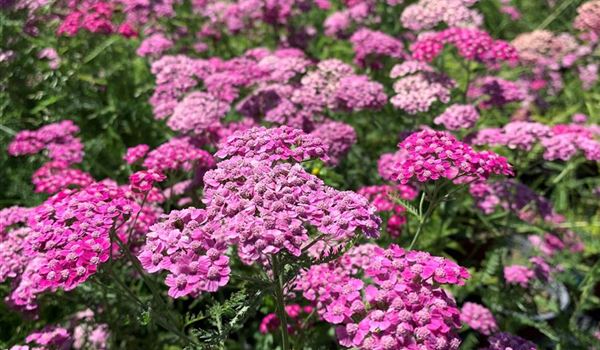 Achillea millefolium 'Cerise Queen'