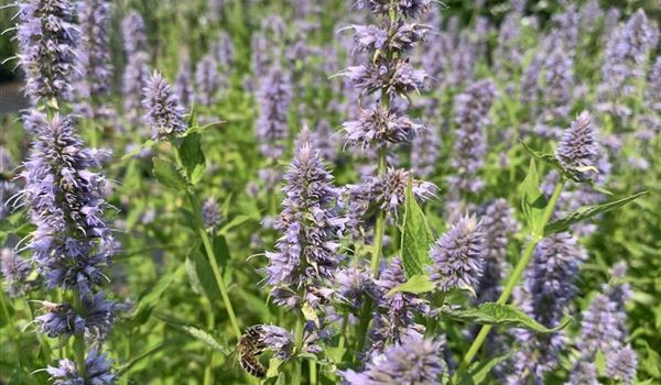 Agastache 'Blue Fortune' (3)