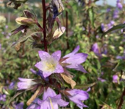 Campanula trachelium