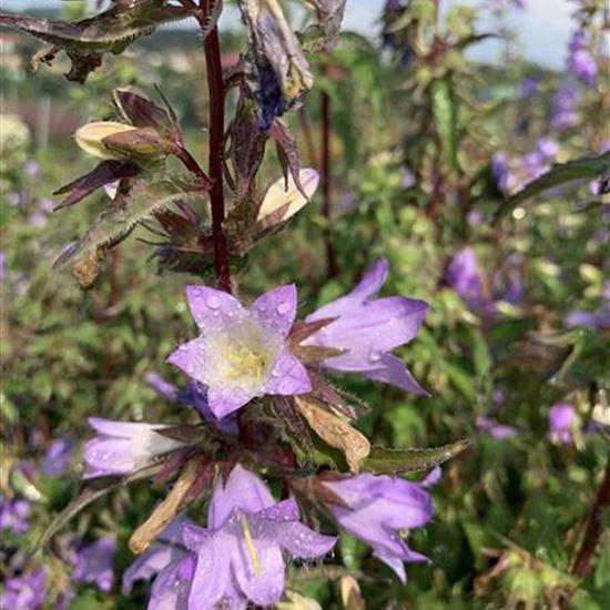 Campanula trachelium