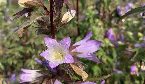 Campanula trachelium (2)