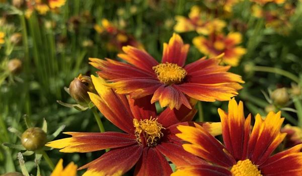 Coreopsis 'Up Tick Gold And Bronze' (2)