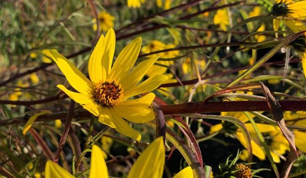 Helianthus salicifolius (1)