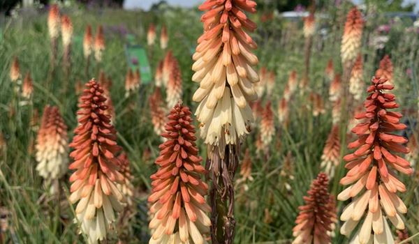 Kniphofia 'Orange Vanilla Popsicle' (4)