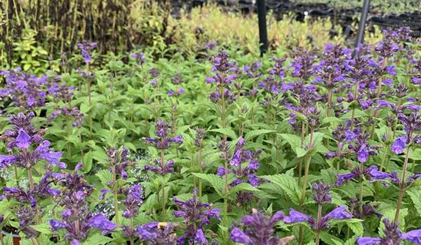 Nepeta 'Neptune' (2)