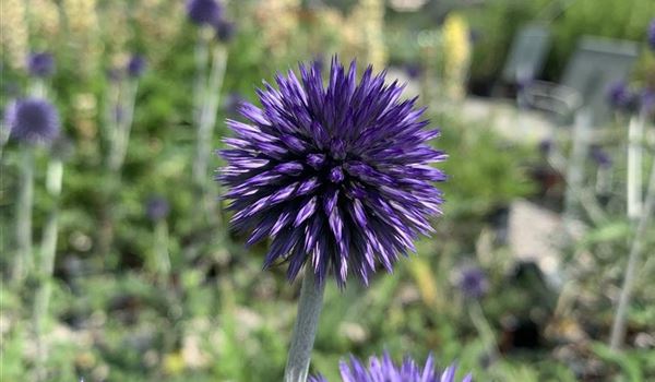 Echinops ritro (4)