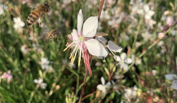 Gaura lindheimeri (1)