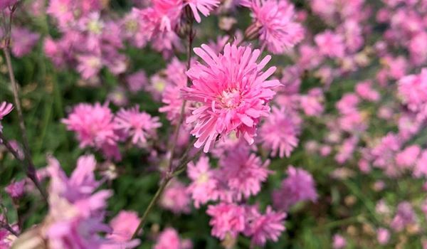 Lychnis flos-cuculi 'Petite Jenny'(4)