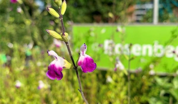 Salvia greggii 'Amethyst Lips' (6)